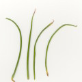 Muscari commutatum (Dark grape hyacinth) - CLICK TO ENLARGE PHOTO