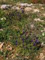 Muscari commutatum (Dark grape hyacinth) - CLICK TO ENLARGE PHOTO