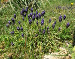 Muscari commutatum (Dark grape hyacinth) - CLICK TO ENLARGE PHOTO