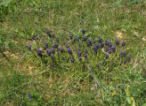 Muscari commutatum (Dark grape hyacinth) - CLICK TO ENLARGE PHOTO