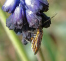 Muscari commutatum (Dark grape hyacinth) - CLICK TO ENLARGE PHOTO