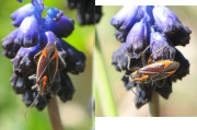 Muscari commutatum (Dark grape hyacinth) - CLICK TO ENLARGE PHOTO