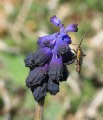 Muscari commutatum (Dark grape hyacinth) - CLICK TO ENLARGE PHOTO