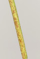 Muscari commutatum (Dark grape hyacinth) - CLICK TO ENLARGE PHOTO