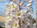 Drimia pancration (Sea squill) - CLICK TO ENLARGE PHOTO