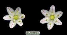 Drimia pancration (Sea squill) - CLICK TO ENLARGE PHOTO