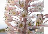 Drimia pancration (Sea squill) - CLICK TO ENLARGE PHOTO