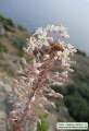 Drimia pancration (Sea squill) - CLICK TO ENLARGE PHOTO