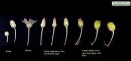 Drimia pancration (Sea squill) - CLICK TO ENLARGE PHOTO