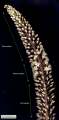 Drimia pancration (Sea squill) - CLICK TO ENLARGE PHOTO