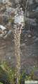 Drimia pancration (Sea squill) - CLICK TO ENLARGE PHOTO