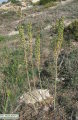 Drimia pancration (Sea squill) - CLICK TO ENLARGE PHOTO