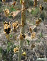 Drimia pancration (Sea squill) - CLICK TO ENLARGE PHOTO