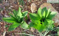Drimia pancration (Sea squill) - CLICK TO ENLARGE PHOTO