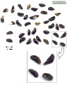 Drimia pancration (Sea squill) - CLICK TO ENLARGE PHOTO