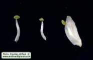 Drimia pancration (Sea squill) - CLICK TO ENLARGE PHOTO