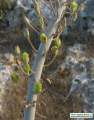 Drimia pancration (Sea squill) - CLICK TO ENLARGE PHOTO
