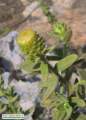 Chiliadenus bocconei (Maltese fleabane) - CLICK TO ENLARGE PHOTO