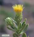 Chiliadenus bocconei (Maltese fleabane) - CLICK TO ENLARGE PHOTO