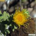 Chiliadenus bocconei (Maltese fleabane) - CLICK TO ENLARGE PHOTO