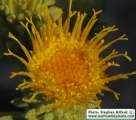 Chiliadenus bocconei (Maltese fleabane) - CLICK TO ENLARGE PHOTO
