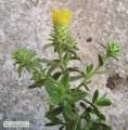 Chiliadenus bocconei (Maltese fleabane) - CLICK TO ENLARGE PHOTO