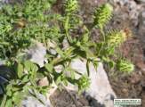 Chiliadenus bocconei (Maltese fleabane) - CLICK TO ENLARGE PHOTO