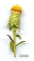 Chiliadenus bocconei (Maltese fleabane) - CLICK TO ENLARGE PHOTO