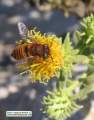 Chiliadenus bocconei (Maltese fleabane) - CLICK TO ENLARGE PHOTO