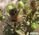 Chiliadenus bocconei (Maltese fleabane) - CLICK TO ENLARGE PHOTO