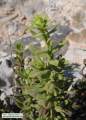 Chiliadenus bocconei (Maltese fleabane) - CLICK TO ENLARGE PHOTO