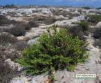Chiliadenus bocconei (Maltese fleabane) - CLICK TO ENLARGE PHOTO
