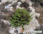 Chiliadenus bocconei (Maltese fleabane) - CLICK TO ENLARGE PHOTO