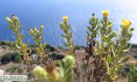 Chiliadenus bocconei (Maltese fleabane) - CLICK TO ENLARGE PHOTO