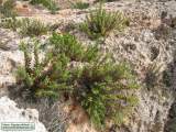 Chiliadenus bocconei (Maltese fleabane) - CLICK TO ENLARGE PHOTO