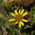 Limbarda crithmoides (Golden samphire) - CLICK TO ENLARGE PHOTO