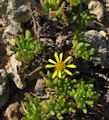 Limbarda crithmoides (Golden samphire) - CLICK TO ENLARGE PHOTO