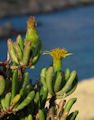 Limbarda crithmoides (Golden samphire) - CLICK TO ENLARGE PHOTO