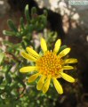 Limbarda crithmoides (Golden samphire) - CLICK TO ENLARGE PHOTO