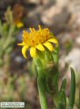 Limbarda crithmoides (Golden samphire) - CLICK TO ENLARGE PHOTO