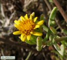 Limbarda crithmoides (Golden samphire) - CLICK TO ENLARGE PHOTO