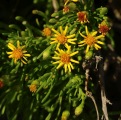 Limbarda crithmoides (Golden samphire) - CLICK TO ENLARGE PHOTO