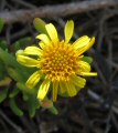 Limbarda crithmoides (Golden samphire) - CLICK TO ENLARGE PHOTO