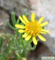 Limbarda crithmoides (Golden samphire) - CLICK TO ENLARGE PHOTO