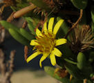 Limbarda crithmoides (Golden samphire) - CLICK TO ENLARGE PHOTO