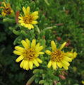 Limbarda crithmoides (Golden samphire) - CLICK TO ENLARGE PHOTO