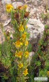 Limbarda crithmoides (Golden samphire) - CLICK TO ENLARGE PHOTO