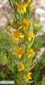 Limbarda crithmoides (Golden samphire) - CLICK TO ENLARGE PHOTO