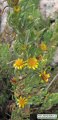Limbarda crithmoides (Golden samphire) - CLICK TO ENLARGE PHOTO