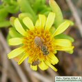 Limbarda crithmoides (Golden samphire) - CLICK TO ENLARGE PHOTO
